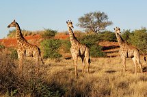 Große Afrika Rundreise
