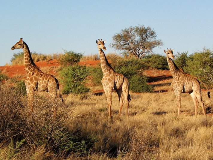 Große Afrika Rundreise