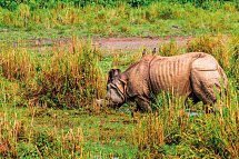 Nepal & Indien Rundreise - Chitwan NP