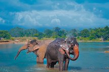 Nepal & Indien Rundreise - Chitwan NP