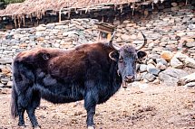 Nepal Rundreise - Rind in Nepal