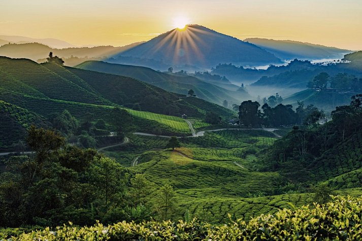 Malaysia Rundreisen & Baden - Cameron Highlands
