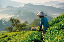 Malaysia Rundreisen & Baden - Malaysia – Cameron Highlands