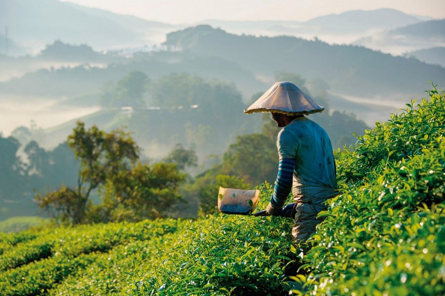 Malaysia Rundreisen & Baden - Malaysia – Cameron Highlands