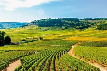 Flusskreuzfahrt Rhône - Weinberge in Burgund