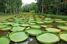 Mauritius Kombireise - Pamplemousses