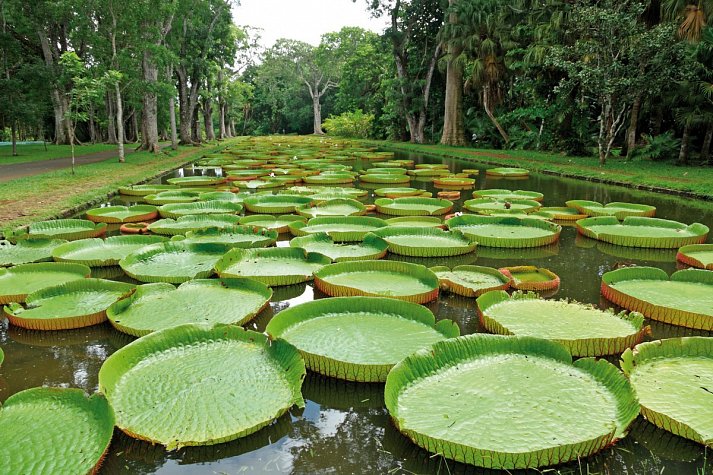 Mauritius Kombireise - Pamplemousses