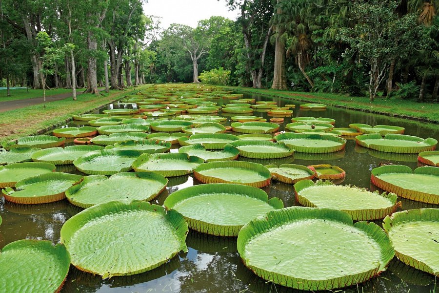 Mauritius Kombireise - Pamplemousses