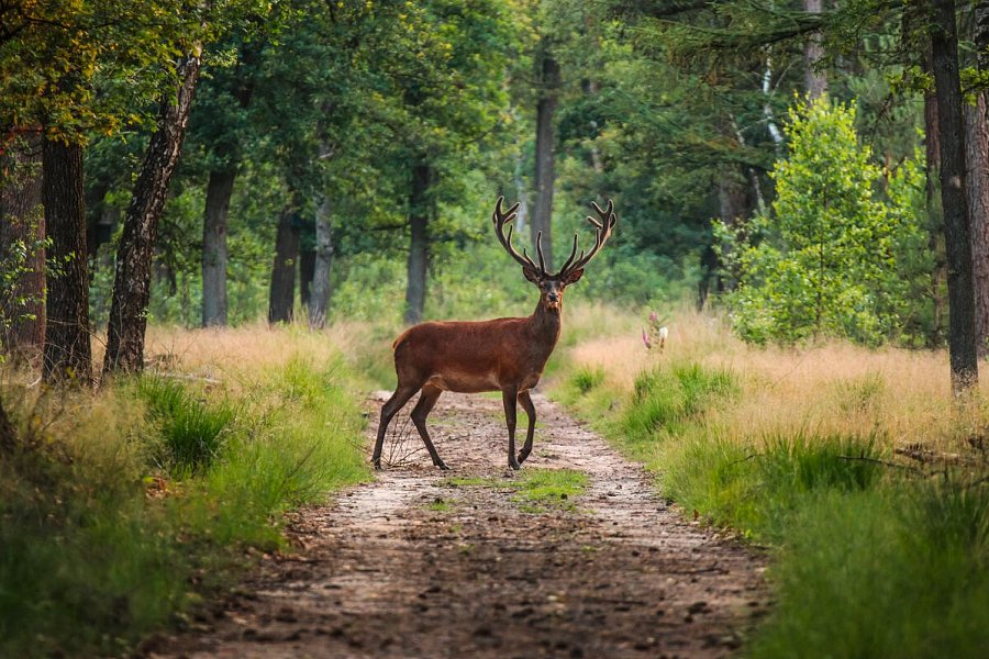 Donna Burghotel am Hohen Bogen - Rotwild Wald