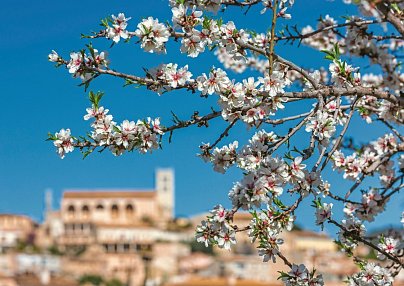 Mallorca Mandelblüte - Hotel Bordoy Cosmopolitan Playa de Palma