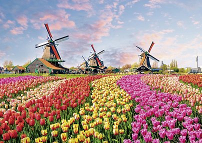Flusskreuzfahrt Holland Tulpenblüte