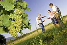 Mosinto's Römischer Kaiser - Weinprobe im Weinberg