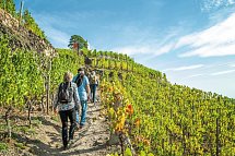Landhotel Ringelsteiner Mühle - ÜF Paket - Weinberg Wanderung