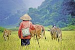 Asien - Vietnam, Kambodscha Rundreise & Baden Thailand