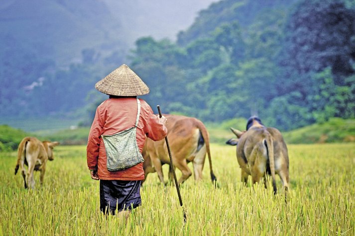 Asien - Vietnam, Kambodscha Rundreise & Baden Thailand - Weide in Vietnam