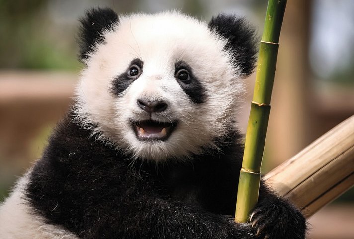 China Rundreise - Pandaforschungsstation