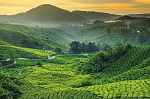 Singapur & Malaysia Rundreise - Cameron Highlands