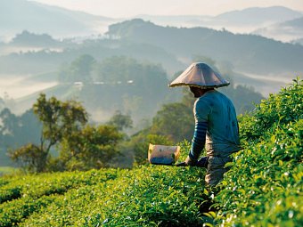 Singapur & Malaysia Rundreise - Malaysia – Cameron Highlands
