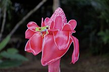 Costa Rica Rundreise & Baden - Rotaugenlaubfrosch