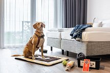 Saline 1822 - Wohnbespiel Hund im Hotel