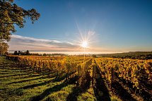 Hotel Le Jean-Sébastian Bach - Sonnenaufgang über Weinreben