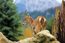 Ursprungs Panorama Hotel - Alpensteinbock