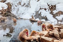 Japan Rundreise - Affen am Eisfluss