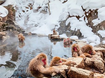 Japan Rundreise - Affen am Eisfluss