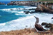 Ecuador Rundreise - Isla de la Plata