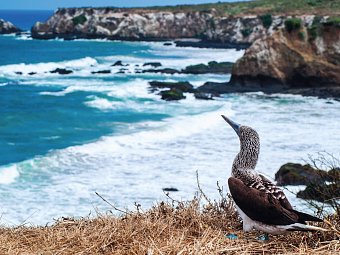 Ecuador Rundreise - Isla de la Plata