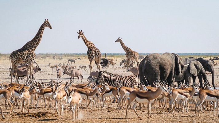 Namibia Rundreise - Etosha Nationalpark
