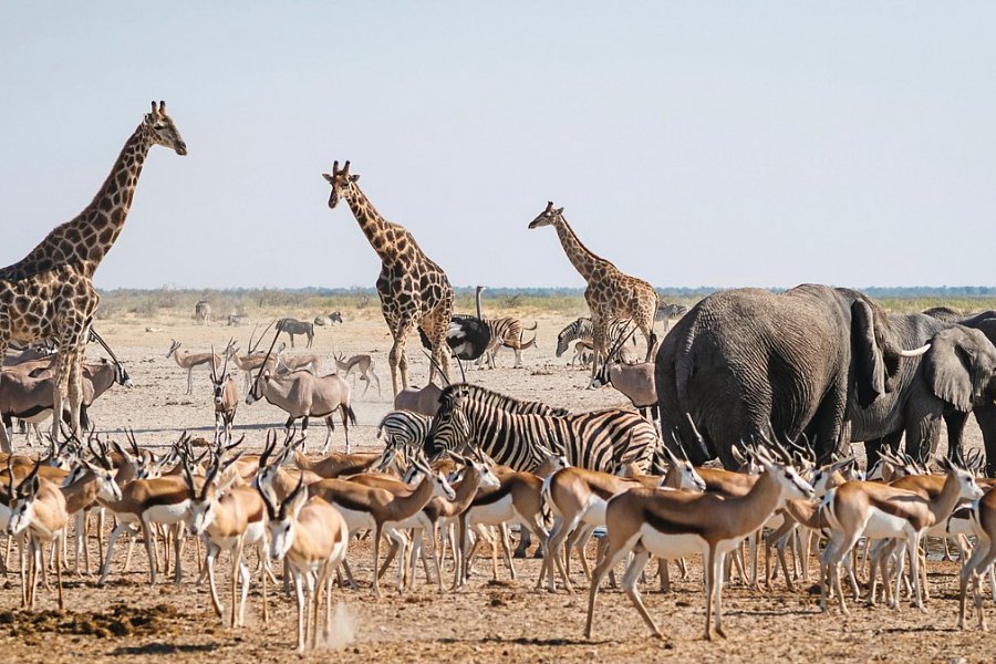 Namibia Rundreise - Etosha Nationalpark