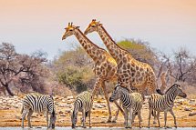 Namibia Rundreise - Etosha Nationalpark