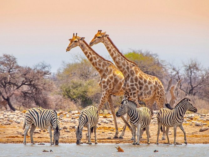 Namibia Rundreise - Etosha Nationalpark