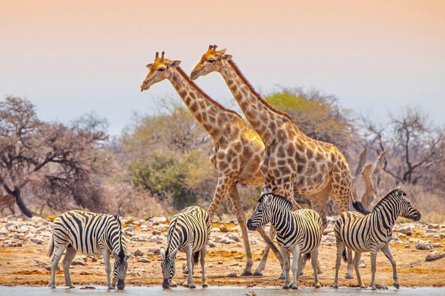 Namibia Rundreise - Etosha Nationalpark