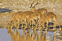 Namibia Rundreise - Impalas im Etosha-Nationalpark