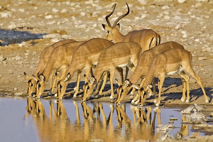 Namibia Rundreise - Impalas im Etosha-Nationalpark