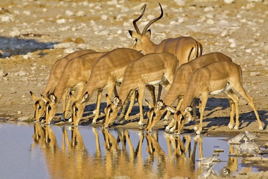 Namibia Rundreise - Impalas im Etosha-Nationalpark