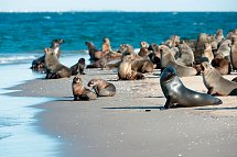 Namibia Rundreise - Robbenkolonie am Pelican Point