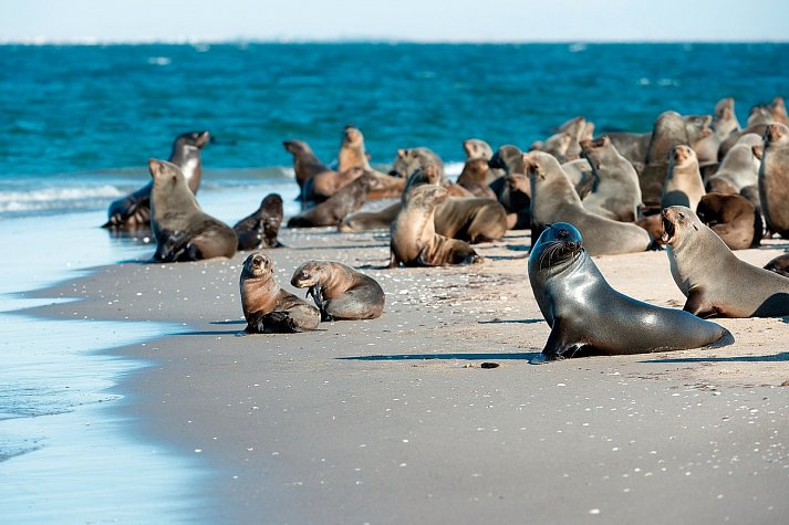 Namibia Rundreise - Robbenkolonie am Pelican Point