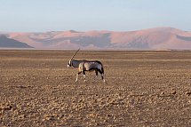 Namibia Rundreise - Dünenmeer am Sossusvlei