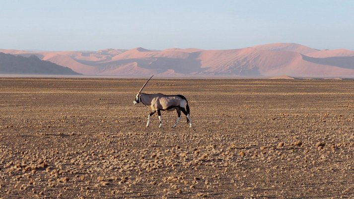 Namibia Rundreise - Dünenmeer am Sossusvlei