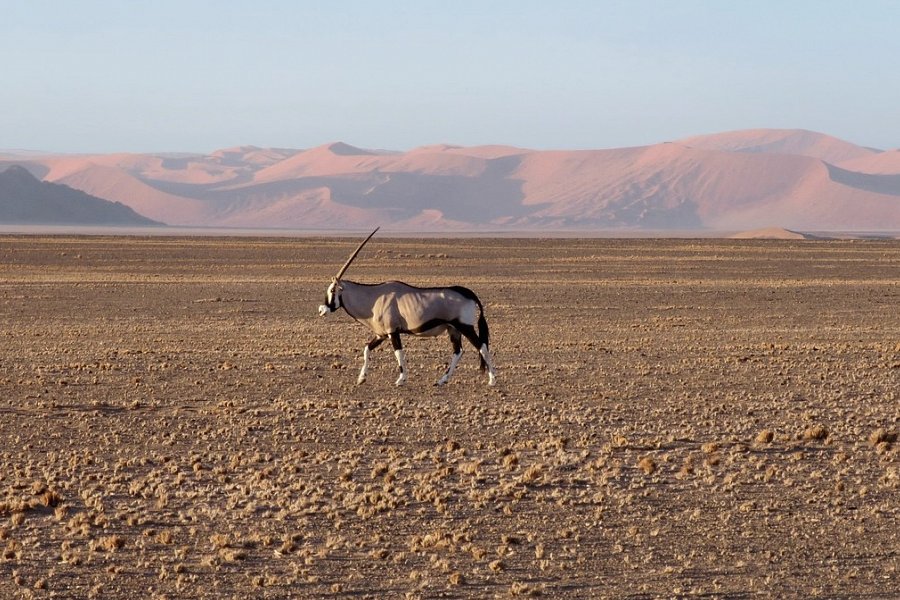 Namibia Rundreise - Dünenmeer am Sossusvlei
