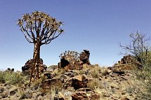 Namibia Rundreise - Köcherbaumwald