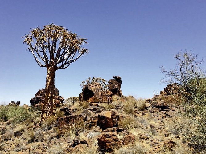 Namibia Rundreise - Köcherbaumwald