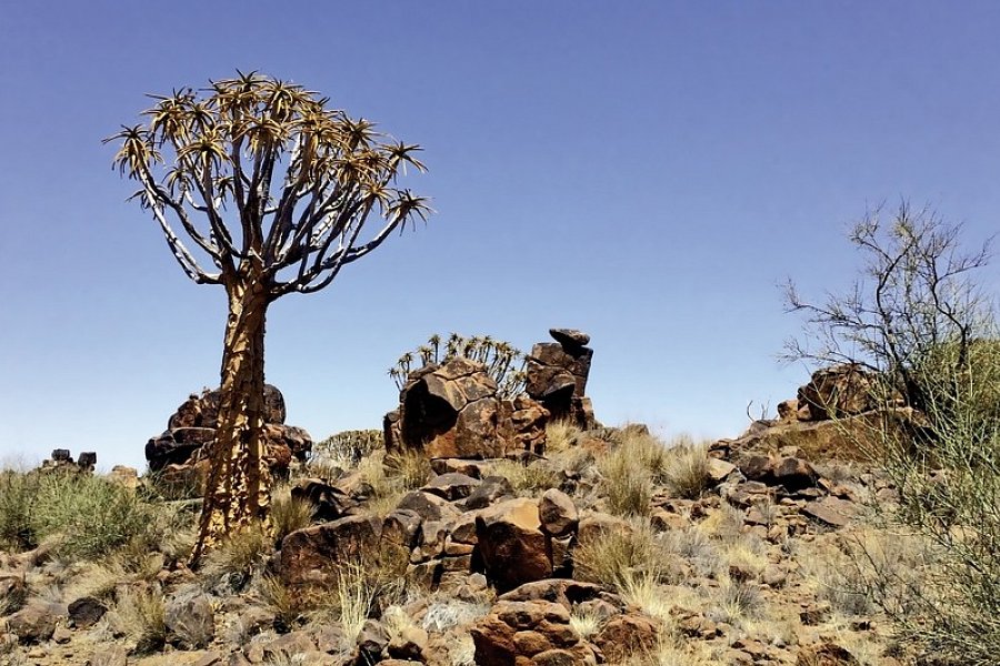 Namibia Rundreise - Köcherbaumwald