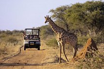 Namibia Rundreise - Safari