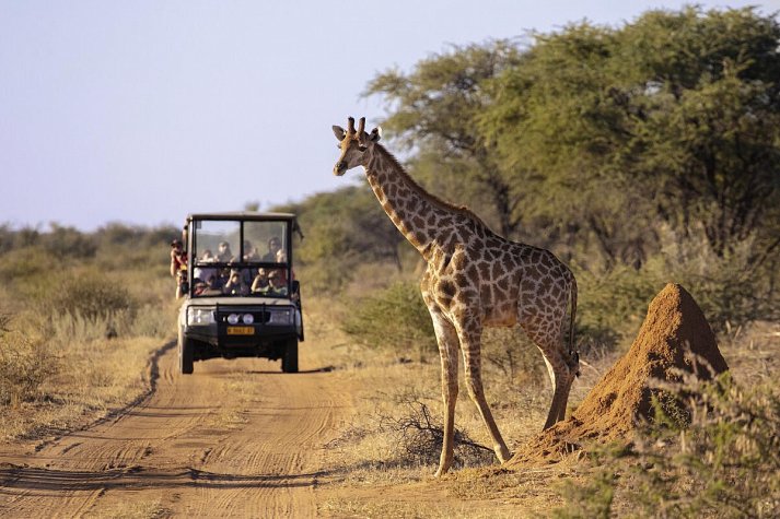 Namibia Rundreise - Safari