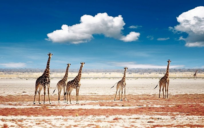 Namibia Rundreise - Giraffen, Etosha Nationalpark