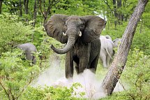 Namibia, Botswana, Simbabwe - Rundreise - Elefanten, Chobe Nationalpark
